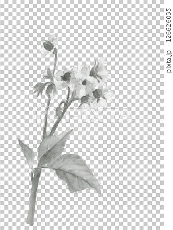 水彩で描いた馬鈴薯の花のモノトーンのイラスト素材【手描き】白バック 切り抜き用 コピースペースあり 126626035
