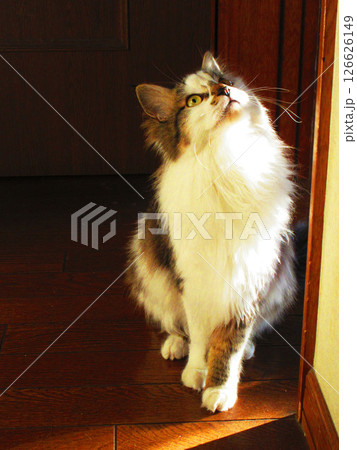 三毛猫(縞三毛猫)のかわいい姿 三毛猫(縞三毛猫)のかわいい姿 126626149