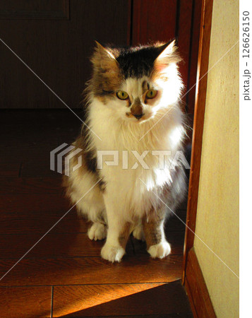 三毛猫(縞三毛猫)のかわいい姿 三毛猫(縞三毛猫)のかわいい姿 126626150