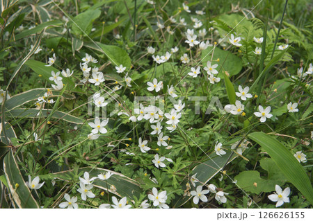 ニリンソウの群落【山野草・山菜】長野県八千穂高原・5月 ニリンソウの群落【山野草・山菜】長野県八千穂高原・5月 126626155