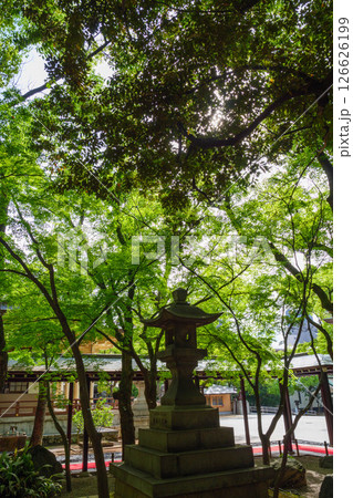 新緑が眩しい初夏の神戸湊川神社の境内 126626199