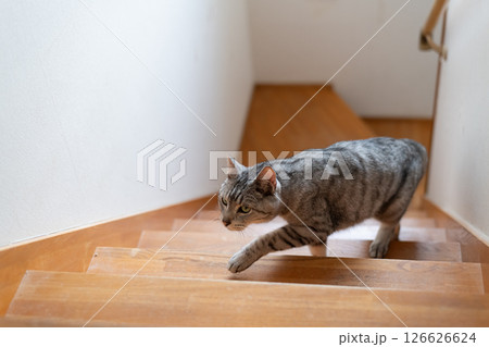 階段を上る猫 サバトラ猫 階段を上る猫 サバトラ猫 126626624