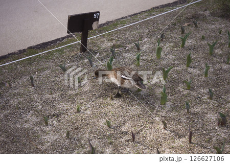 公園のカモ 126627106