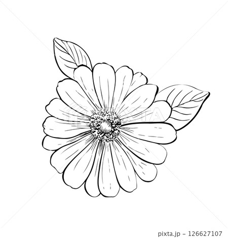Vector delicate Gerbera with leaves. Hand painted linear contour chrysanthemum, osteospermum, chamomile flower. Graphic clipart isolated. Botanical, tattoo and wedding illustration. For designers 126627107