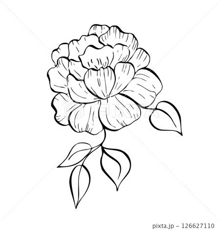 Vector delicate peony, tulip, begonia, aster, eustoma, rosehip with leaves. Hand painted linear contour flower. Graphic clipart isolated. Botanical, tattoo and wedding illustration. For designers Vector delicate peony, tulip, begonia, aster, eustoma, rosehip with leaves. Hand painted linear contour flower. Graphic clipart isolated. Botanical, tattoo and wedding illustration. For designers 126627110