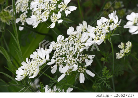 オルレア・ホワイトレース 126627217