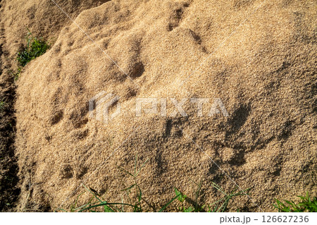 大量の籾殻 大量の籾殻 126627236