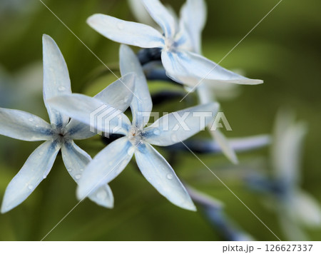 雨上がりの5月に咲いた青くて美しい丁字草（チョウジソウ）の花 126627337