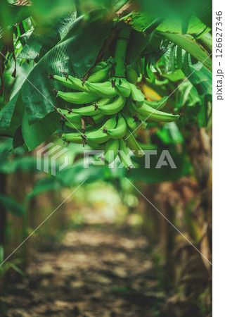 Green plantain clump on a tree. Production of green bananas in a garden 126627346