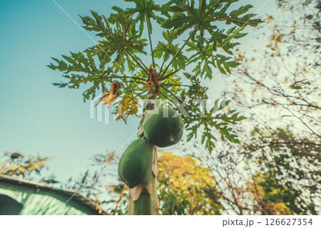 Closeup of a papaya tree. View of green papayas on a tree Closeup of a papaya tree. View of green papayas on a tree 126627354