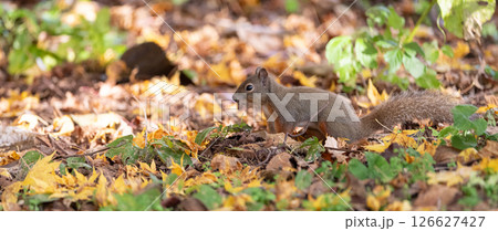 可愛いニホンリス 可愛いニホンリス 126627427