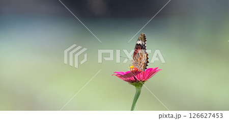花にとまるヒョウモンチョウ 花にとまるヒョウモンチョウ 126627453