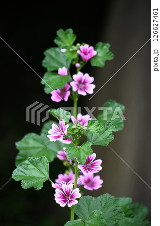 ゼニアオイ（銭葵） 126627461