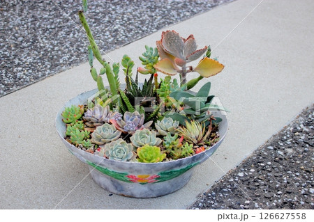 多肉植物の寄せ植え 【エケベリア等】 多肉植物の寄せ植え 【エケベリア等】 126627558