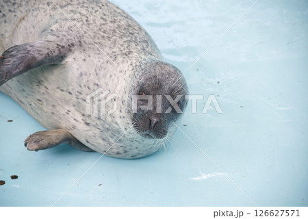 プールでくつろぐゴマフアザラシ 126627571