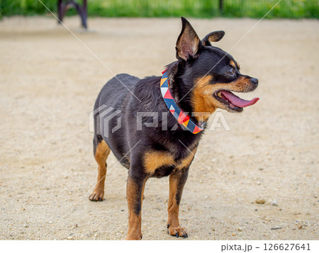 ドッグランで遊ぶ犬 126627641