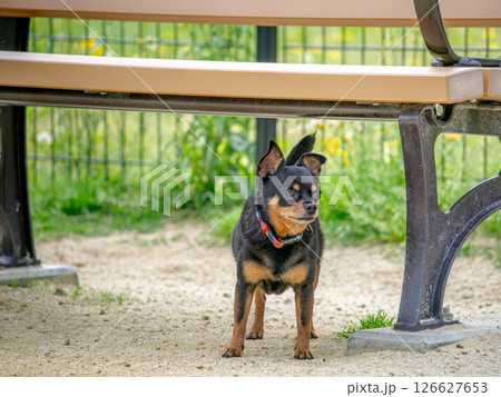 ドッグランで遊ぶ犬 126627653