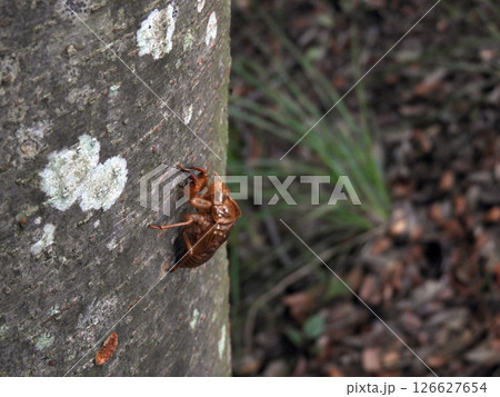 セミの抜け殻 126627654