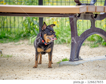 ドッグランで遊ぶ犬 126627655