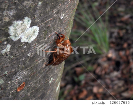 セミの抜け殻 126627656