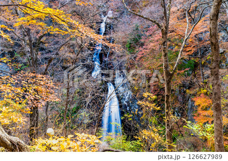 群馬 紅葉の小中大滝 126627989