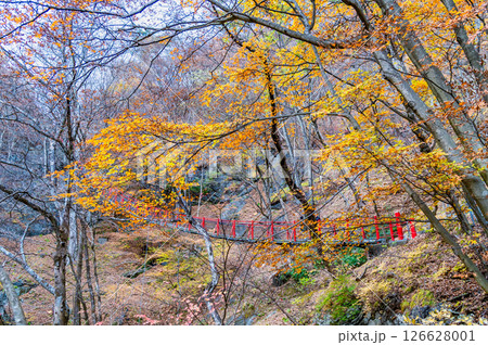 群馬 紅葉の小中大滝 群馬 紅葉の小中大滝 126628001