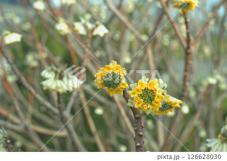 Yellow flowers of Chrysanthemum Edgeworthii, also known as Japanese Paper Bush or Worthingtonia. 126628030
