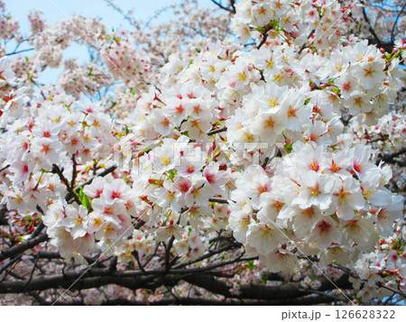 埼玉県戸田市の「戸田桜づつみ」のソメイヨシノの花の風景(2025年撮影) 埼玉県戸田市の「戸田桜づつみ」のソメイヨシノの花の風景(2025年撮影) 126628322