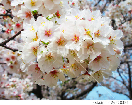 埼玉県戸田市の「戸田桜づつみ」のソメイヨシノの花の風景（2025年撮影） 126628326