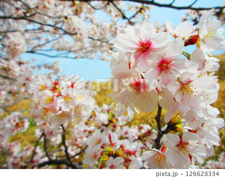 埼玉県戸田市の「戸田桜づつみ」のソメイヨシノの花の風景(2025年撮影) 埼玉県戸田市の「戸田桜づつみ」のソメイヨシノの花の風景(2025年撮影) 126628334