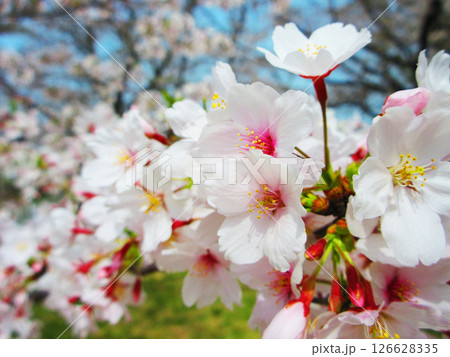 埼玉県戸田市の「戸田桜づつみ」のソメイヨシノの花の風景（2025年撮影） 126628335