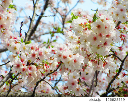 埼玉県戸田市の「戸田桜づつみ」のソメイヨシノの花の風景(2025年撮影) 埼玉県戸田市の「戸田桜づつみ」のソメイヨシノの花の風景(2025年撮影) 126628339