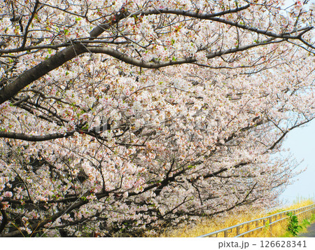 埼玉県戸田市の「戸田桜づつみ」のソメイヨシノの花の風景（2025年撮影） 126628341