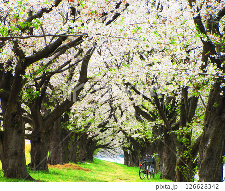 埼玉県戸田市の「戸田桜づつみ」のソメイヨシノの花の風景(2025年撮影) 埼玉県戸田市の「戸田桜づつみ」のソメイヨシノの花の風景(2025年撮影) 126628342
