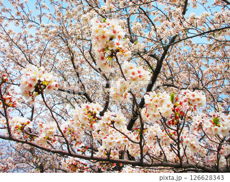 埼玉県戸田市の「戸田桜づつみ」のソメイヨシノの花の風景(2025年撮影) 埼玉県戸田市の「戸田桜づつみ」のソメイヨシノの花の風景(2025年撮影) 126628343