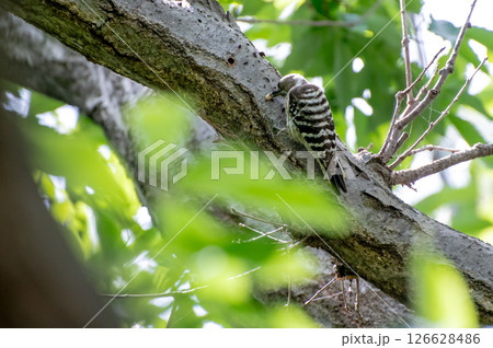 虫を啄むコゲラの居る初夏の林の風景 126628486