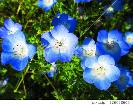 都立舎人公園(東京都足立区)のネモフィラ畑のきれいな風景 都立舎人公園(東京都足立区)のネモフィラ畑のきれいな風景 126628609