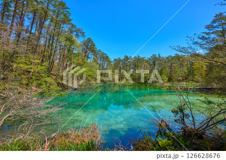 春の福島県耶麻郡の五色沼自然探勝路付近から新緑の青沼(あおぬま)を見る 春の福島県耶麻郡の五色沼自然探勝路付近から新緑の青沼(あおぬま)を見る 126628676