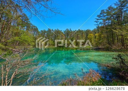 春の福島県耶麻郡の五色沼自然探勝路付近から新緑の青沼(あおぬま)を見る 春の福島県耶麻郡の五色沼自然探勝路付近から新緑の青沼(あおぬま)を見る 126628678