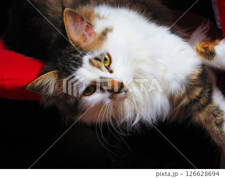 三毛猫（縞三毛猫）のかわいらしい姿 126628694