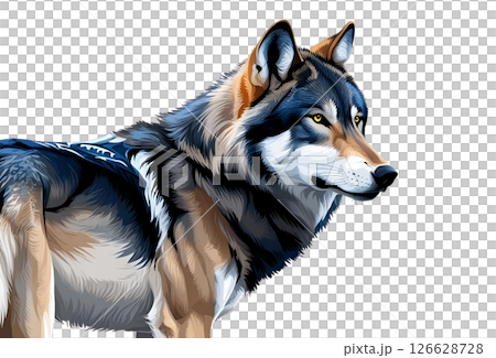 白色背景下逼真的狼插圖 126628728