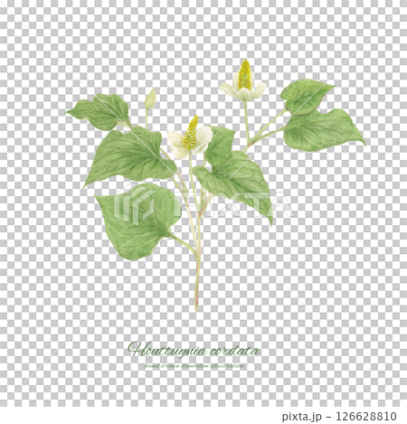 Watercolor cartoon of Houttuynia cordata 126628810