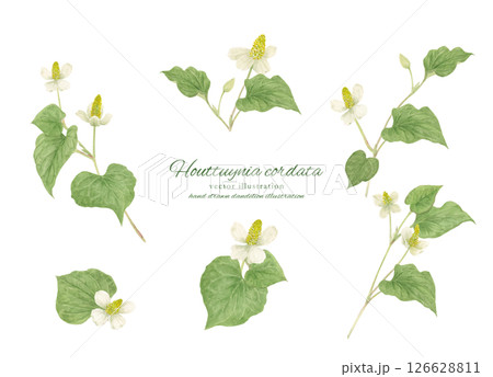 ドクダミの水彩画カットイラスト 126628811