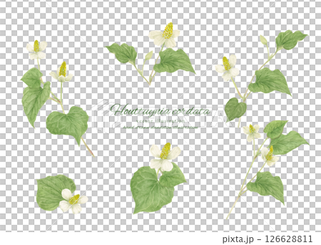 Watercolor cartoon of Houttuynia cordata Watercolor cartoon of Houttuynia cordata 126628811
