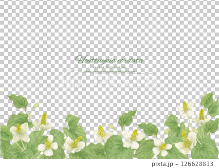 水彩畫魚腥草背景框架材料 126628813