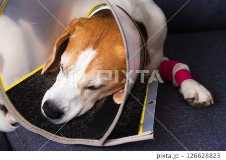 An injured dog is currently recovering while wearing a cone and a supportive bandage An injured dog is currently recovering while wearing a cone and a supportive bandage 126628823