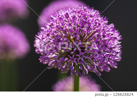 Stunning Purple Allium Flower in Full Bloom, Showcasing Natures Incredible Beauty and Elegance 126628824