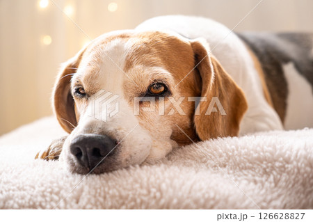 A relaxed and content Beagle dog resting comfortably on a soft surface in a cozy setting 126628827