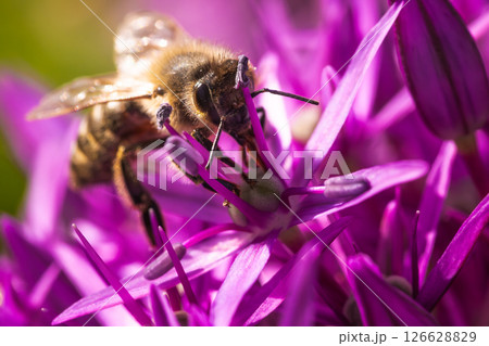 A bee pollinating a vibrant purple flower, enhancing the ecosystems health and beauty A bee pollinating a vibrant purple flower, enhancing the ecosystems health and beauty 126628829