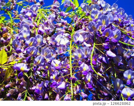 フジの花と青空の美しい春の風景 フジの花と青空の美しい春の風景 126628862